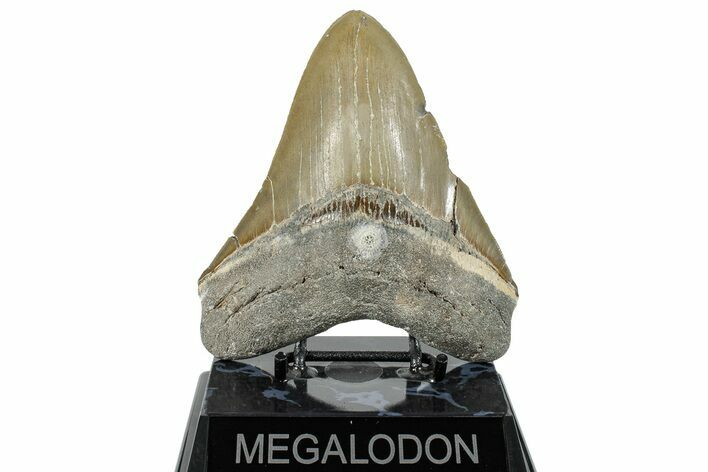 Serrated, Fossil Megalodon Tooth - North Carolina #272396